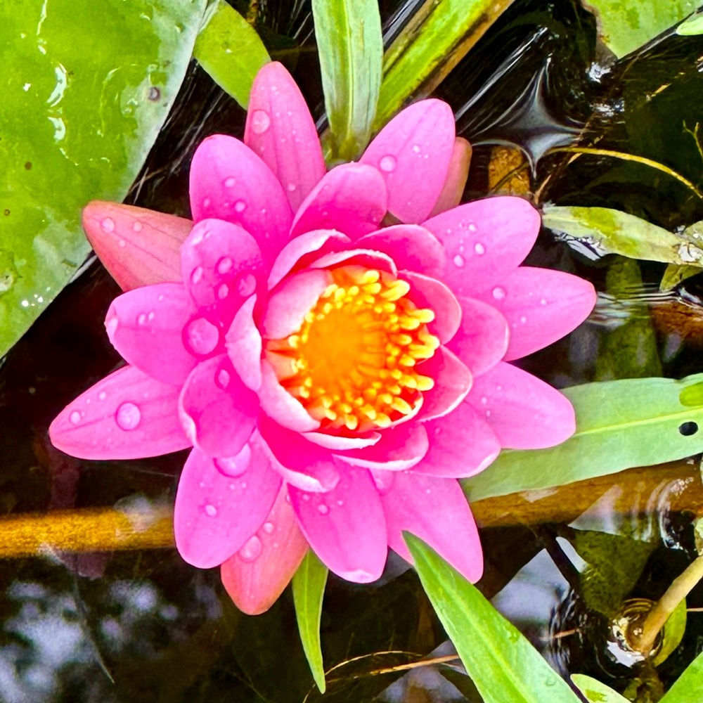 Meet your Posher, Leigh